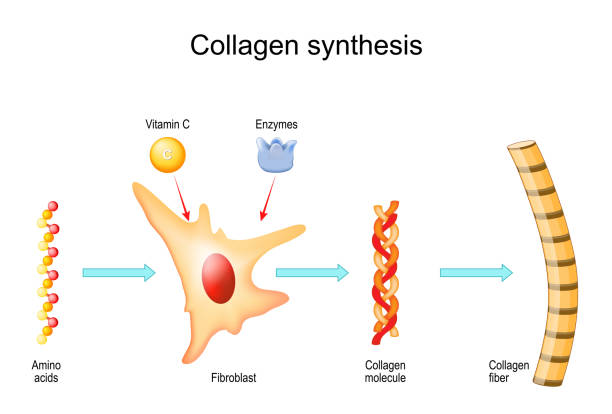 Diagram illustrating the process of collagen synthesis including roles of amino acids, fibroblast, vitamin C, and enzymes, leading